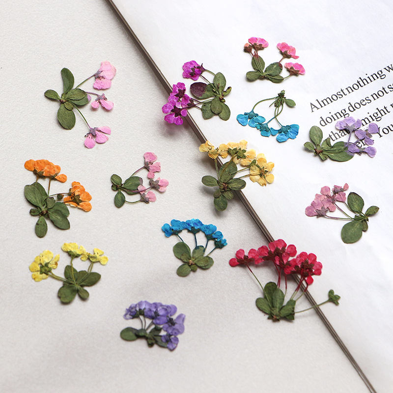 Supply For Florist - 2-3Cm/12 Buah, Bunga Kecil Yang Dipres,