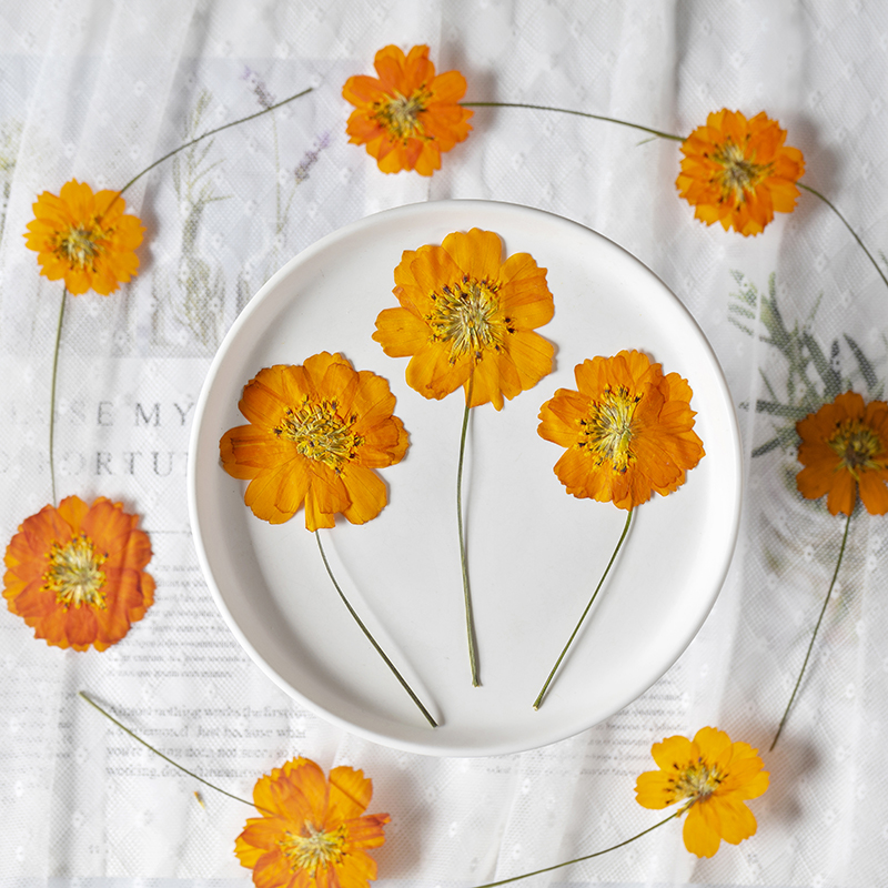 8-10cm/24pcs, Bunga Kecil Cosm - Supply For Florist ulasan dan harga