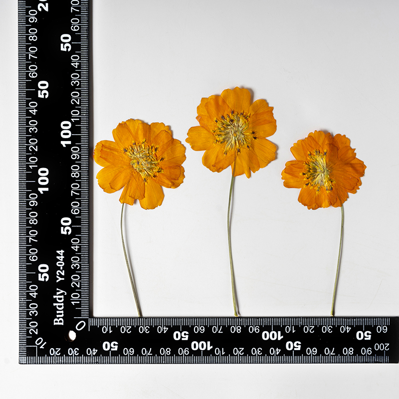 8-10cm/24pcs, Bunga Kecil Cosm - Supply For Florist ulasan dan harga