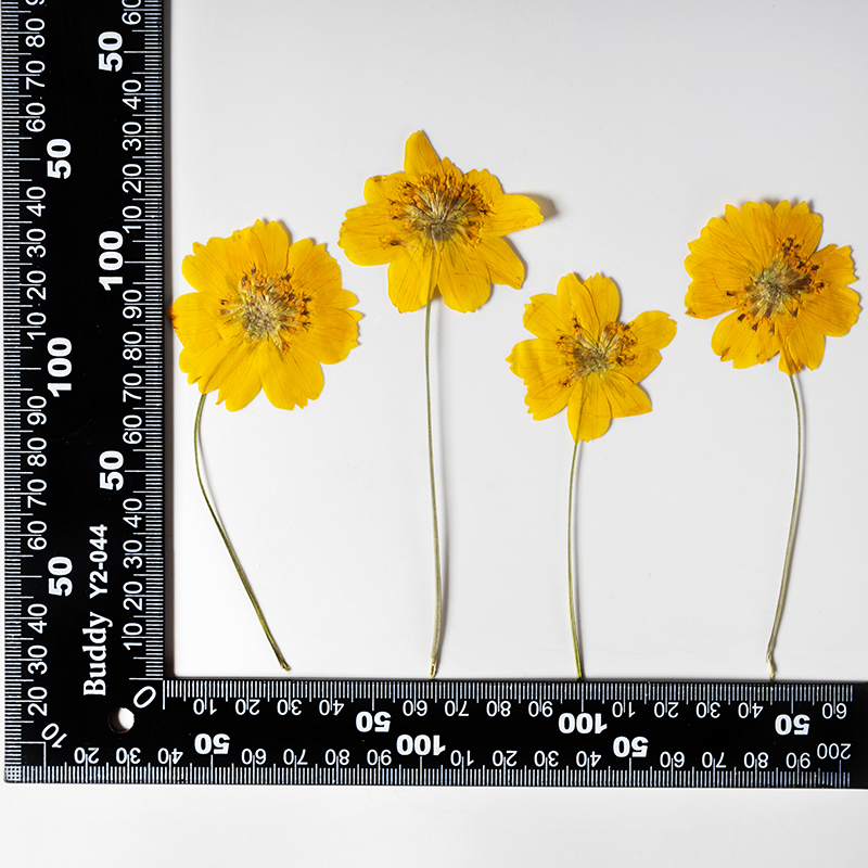 8-10cm/24pcs, Bunga Kecil Cosm - Supply For Florist ulasan dan harga